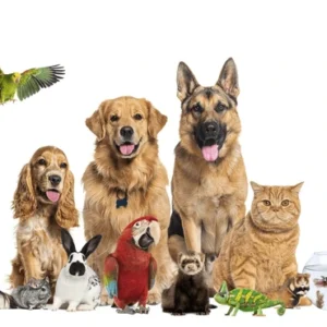 Pets