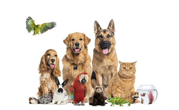 Pets